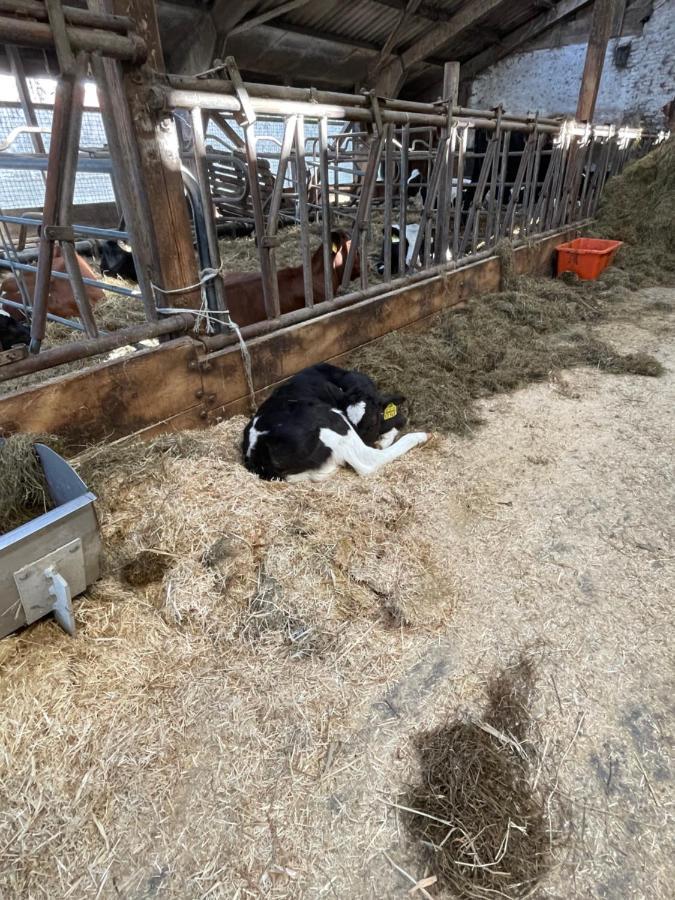 Schlafen Neben Den Kleinen Kaelbchen Im Kaelberiglu Bingum Esterno foto