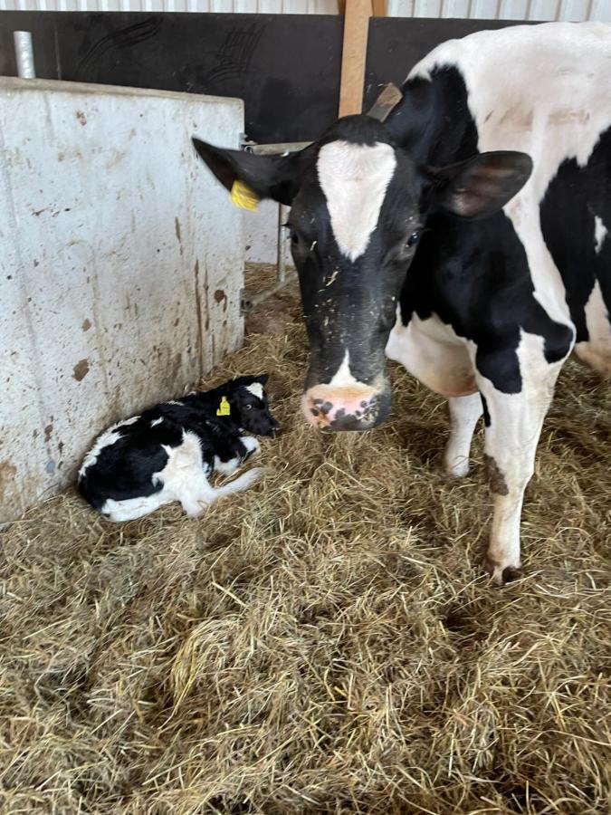 Schlafen Neben Den Kleinen Kaelbchen Im Kaelberiglu Bingum Esterno foto