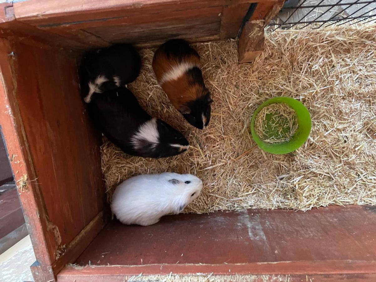 Schlafen Neben Den Kleinen Kaelbchen Im Kaelberiglu Bingum Esterno foto